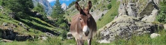 Tschuggen-Belalp